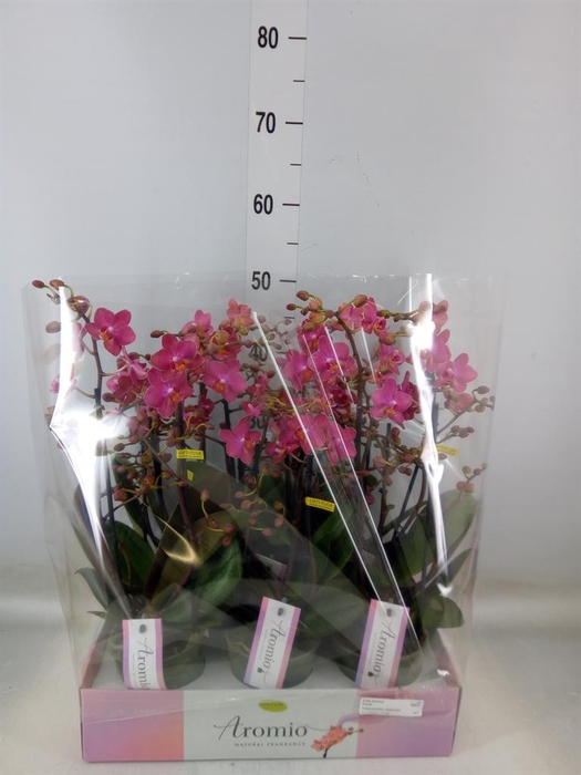 <h4>Phalaenopsis multi.   ...orange</h4>