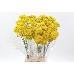 ACHIL F PARK VARIETY