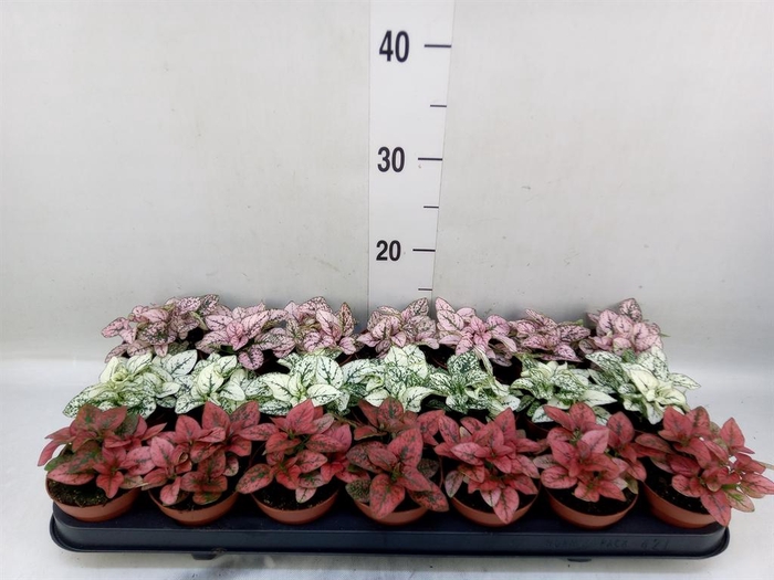 <h4>Hypoestes phyllo.   ...mix</h4>