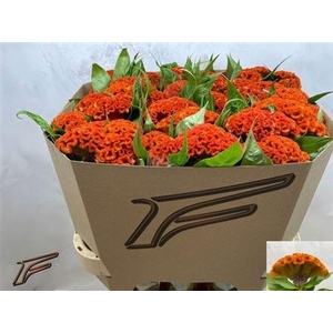 Cel C Extreme Orange