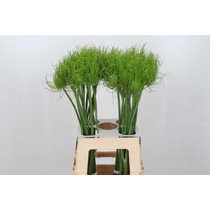 Allium Catweazle