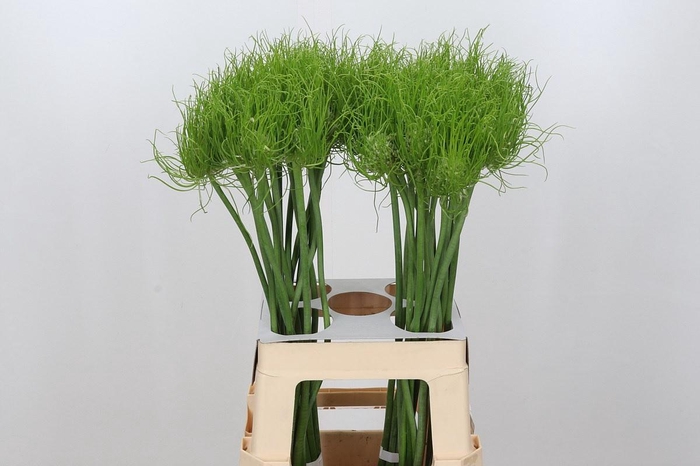<h4>Allium Catweazle</h4>