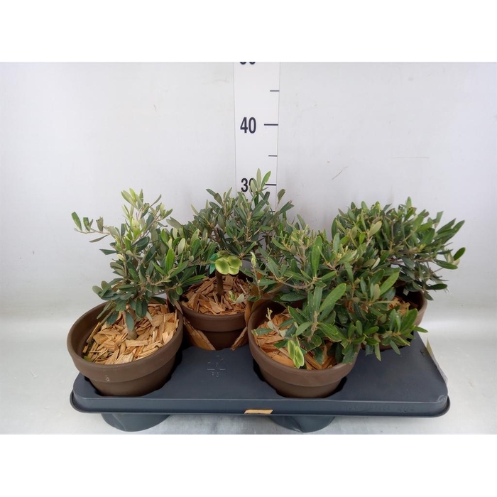 <h4>Arr.   Tuinplanten L%</h4>