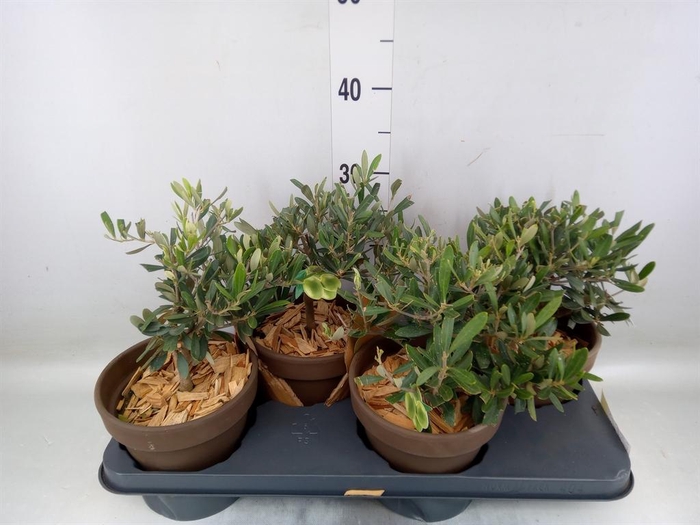 Arr.   Tuinplanten L%