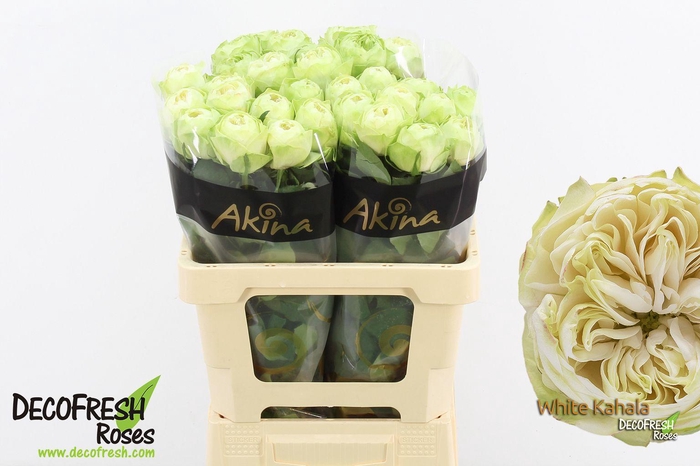 <h4>R Gr White Kahala</h4>