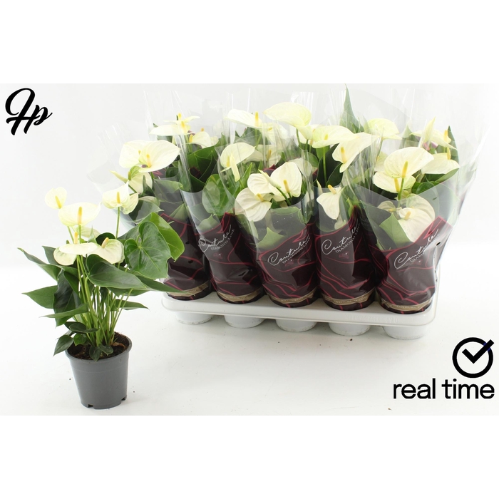 <h4>Anthurium Andreanum Cocos 12Ø 50cm 5fl</h4>