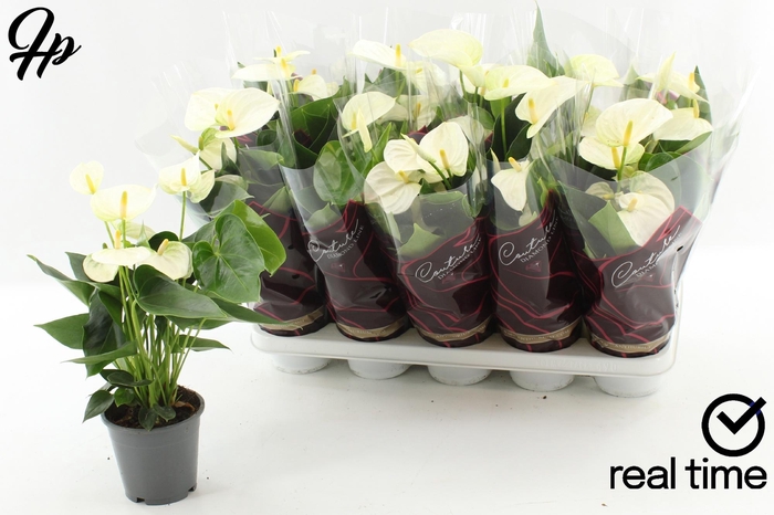 Anthurium Andreanum Cocos 12Ø 50cm 5fl