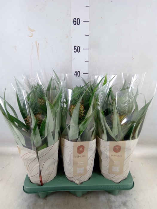 <h4>Ananas  'Mi Amigo'</h4>