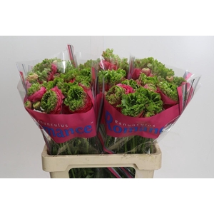 Ranunculus Romance Crown Sisteron