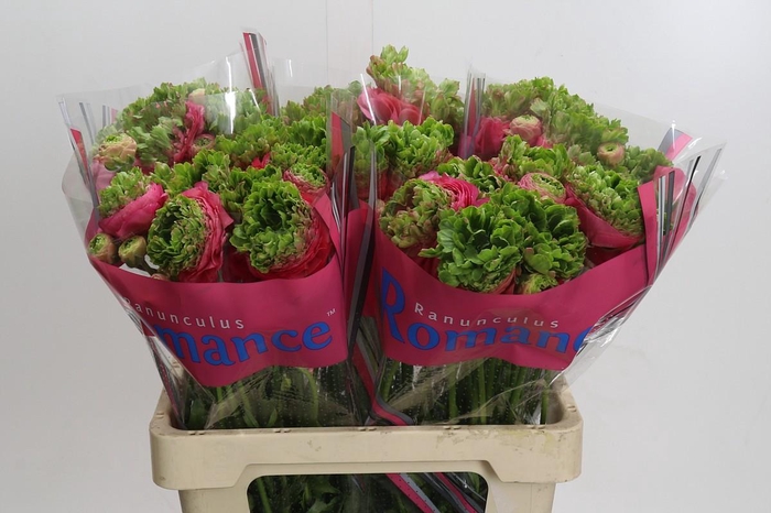 <h4>Ranunculus Romance Crown Sisteron</h4>