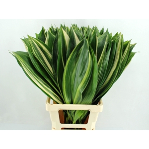 Aspidistra El Noy