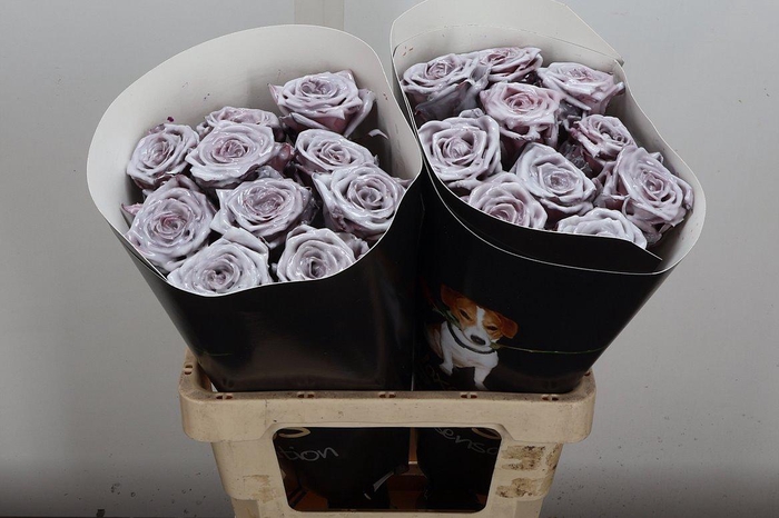 <h4>R Wx (rn) Wit</h4>