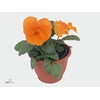 Viola x wittrockiana Alpha F1 Orange