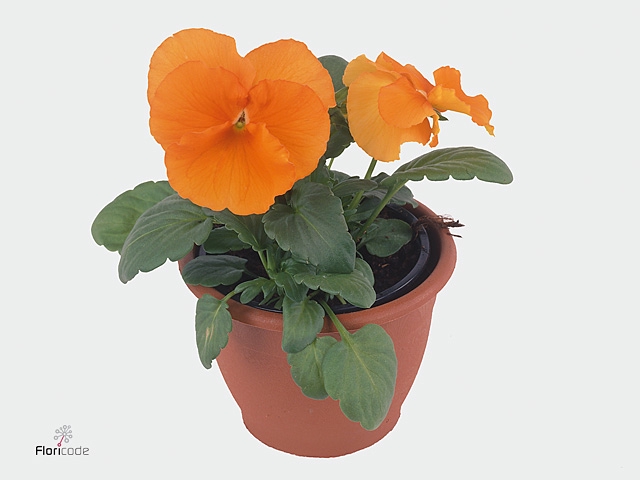 Viola x wittrockiana Alpha F1 Orange