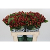 Hypericum Magical Seasons