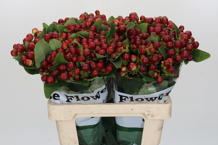 <h4>Hypericum Magical Seasons</h4>