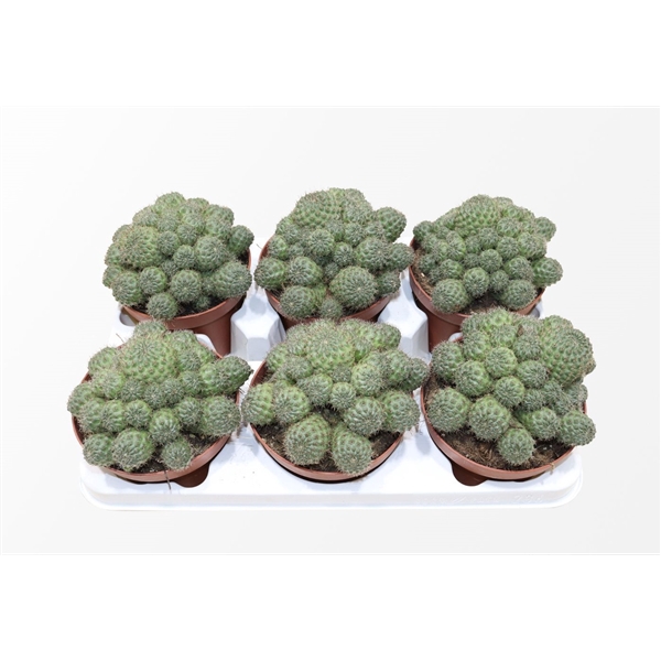 <h4>Rebutia Nitida</h4>
