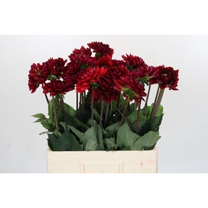 Dahlia Red Runner