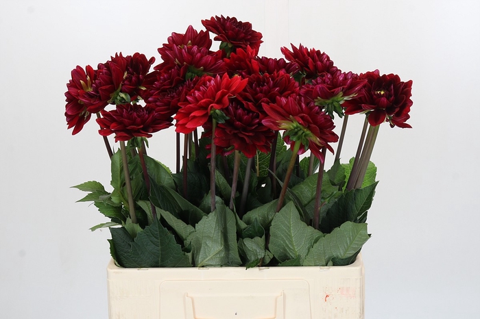 <h4>Dahlia Red Runner</h4>