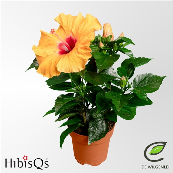 <h4>HibisQs® rosa-sinensis ‘Adonicus Apricot’ p13</h4>