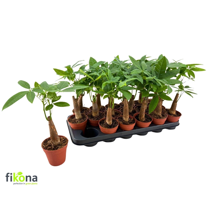 <h4>PACHIRA AQUATICA</h4>