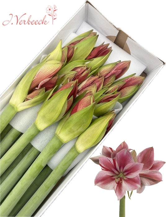 <h4>HIPP GA GERVASE</h4>