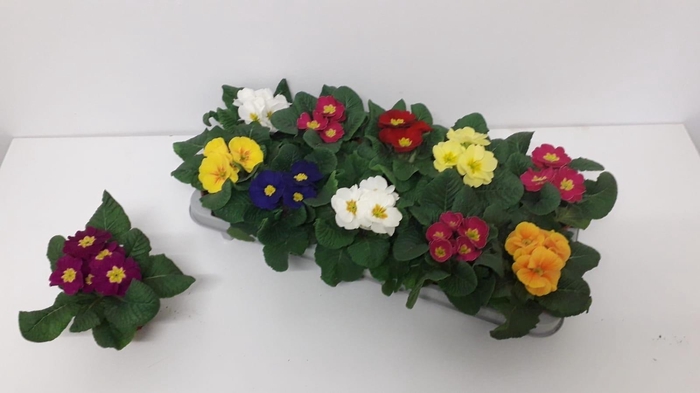 Prim Acaulis Gemengd