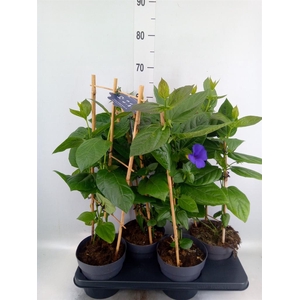 Thunbergia battiscombei