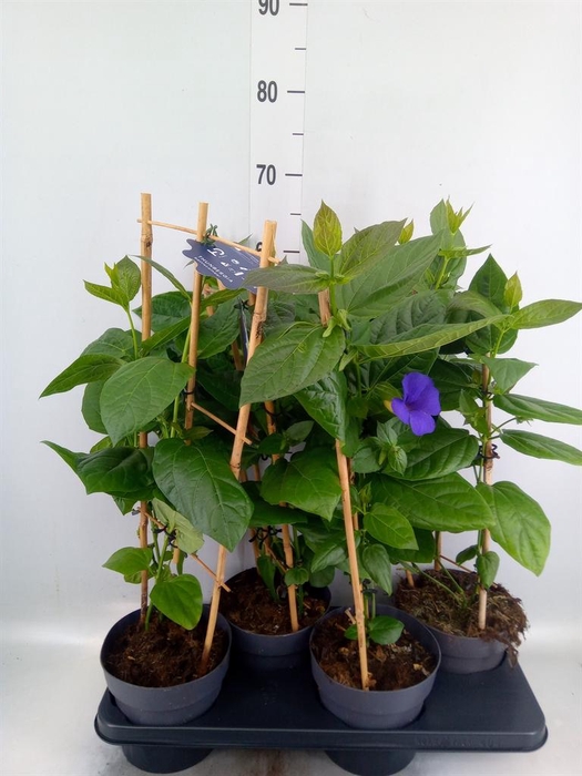 <h4>Thunbergia battiscombei</h4>
