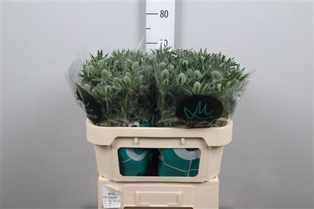 <h4>Eryngium  'Sirius Questar'</h4>