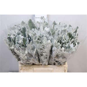 Jacobaea Sil Antonia