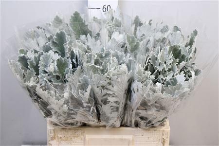 <h4>Jacobaea Sil Antonia</h4>