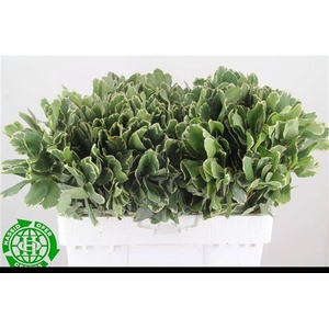 PITTOSPORUM ILAN