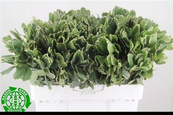 <h4>PITTOSPORUM ILAN</h4>
