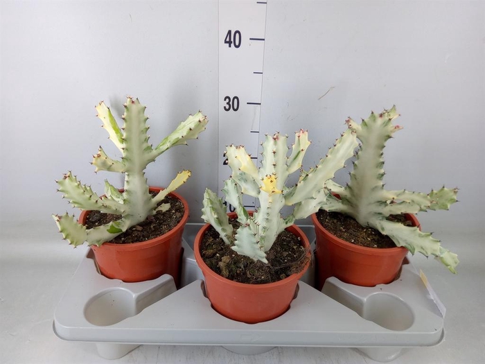 <h4>Euphorbia lactea</h4>