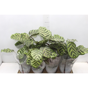 CALATHEA MAKOYAMA P12