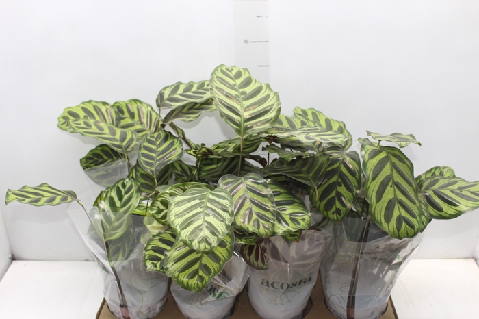 <h4>CALATHEA MAKOYAMA P12</h4>
