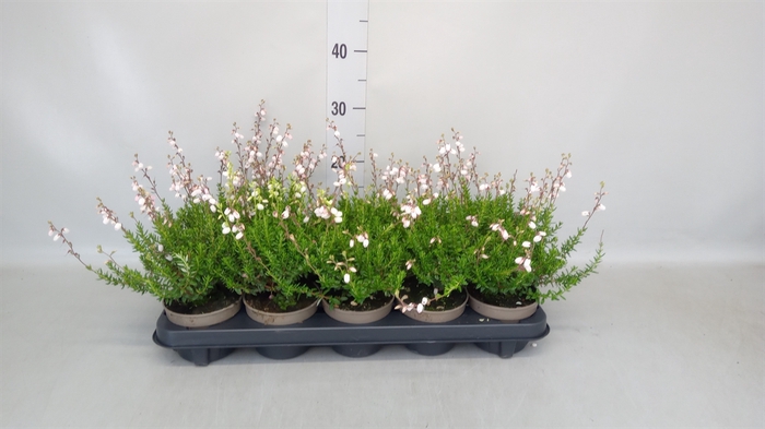 <h4>Daboecia cantabrica f. alba</h4>