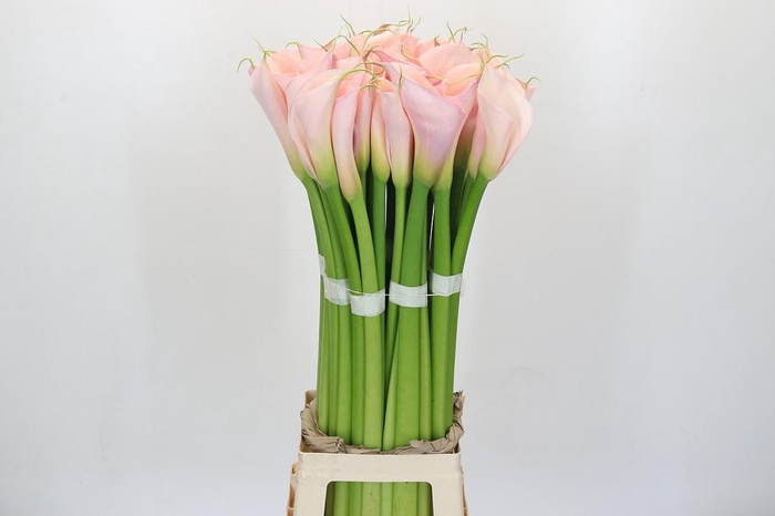 <h4>Zantedeschia Eydolls Pink</h4>