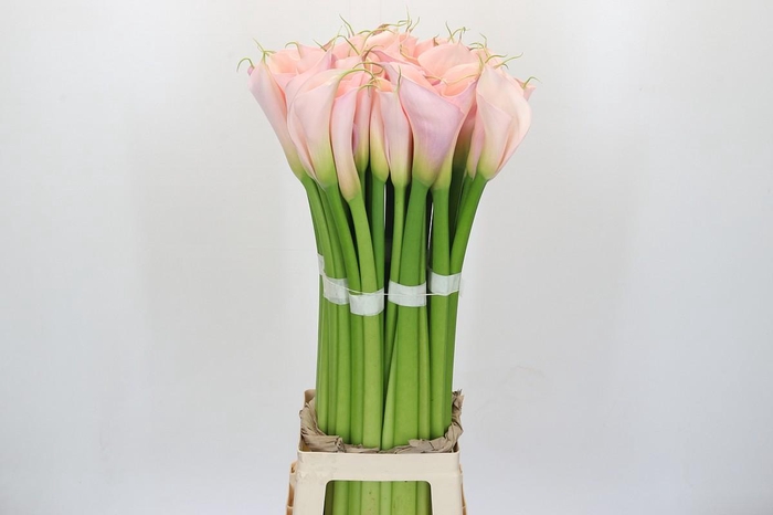 Zantedeschia Eydolls Pink