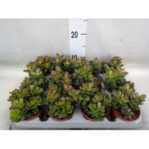 Crassula ovata 'Minor'