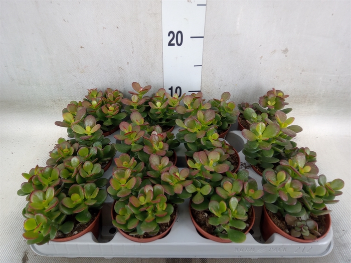 <h4>Crassula ovata 'Minor'</h4>