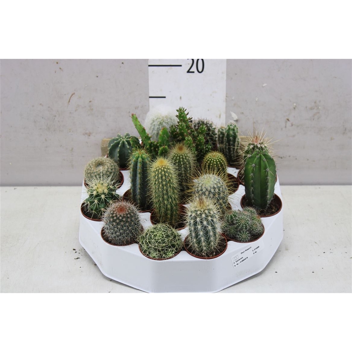 <h4>Cactus Gemengd Rondella</h4>