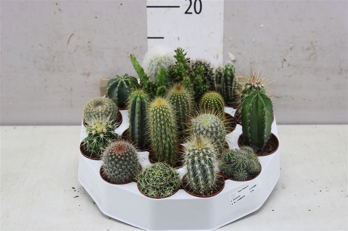 Cactus Gemengd Rondella