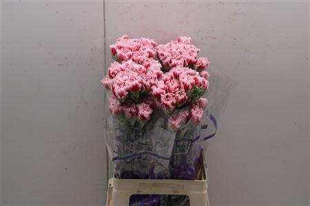 <h4>Di St Frontera</h4>