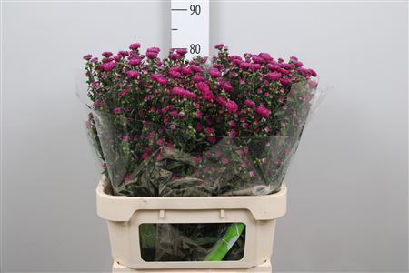 <h4>Aster N-B 'Flash'</h4>