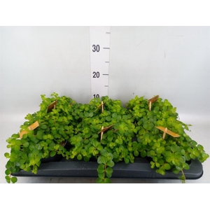 Peperomia rotundifolia