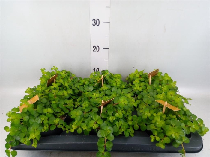 <h4>Peperomia rotundifolia</h4>