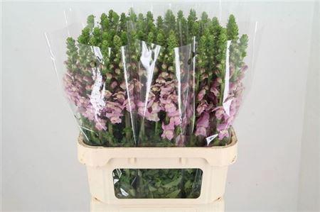 <h4>Antir Potomac Lavendel</h4>