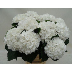 Hydr M Schneeball 65 Cm
